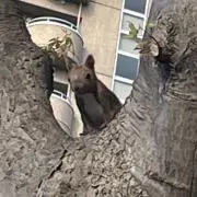 COの画像