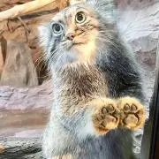 ViV★の画像