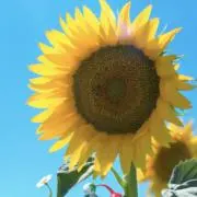 Rui【プロフ必読】の画像