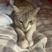 メガニウム