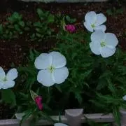 キューピーの画像