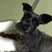 バームクーヘンの画像