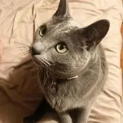 もち麦