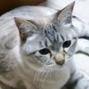 オニ母