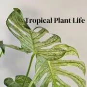Tropical Plant Lifeの画像