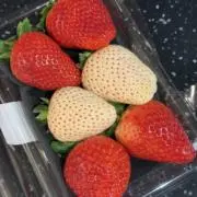 ハヤシの画像