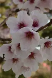 yuiの画像