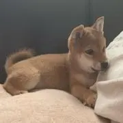 Yuukivamoの画像