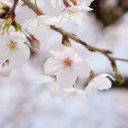 monaの画像