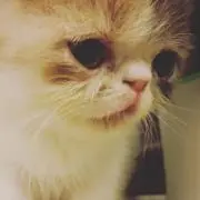 MAINFRAMESの画像