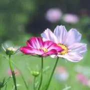 manaの画像