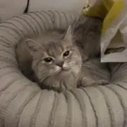 .Apの画像