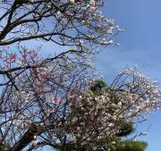 N✨ 即購入OK♡ 即日〜翌日配送の画像
