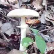 malu maluの画像