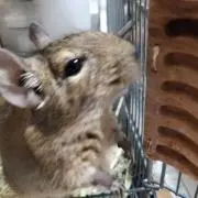 さのの
