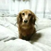 かのん