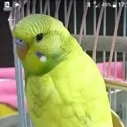 ポポ