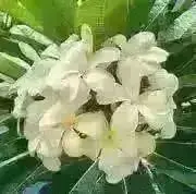 Moanaの画像