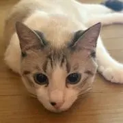 ☆pit☆の画像