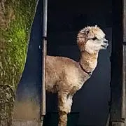 ひーの画像