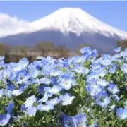 mikの画像