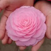 Smiling with Flowersの画像