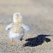 mommyの画像