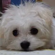 nao