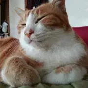 しらすの画像