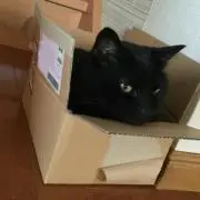 ちゃまぞうの画像