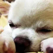 ayumi