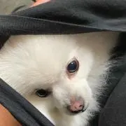 ふくしん