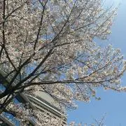 sidnancyの画像