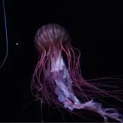 Sの画像