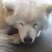 Junkunの画像