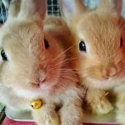 ろこ