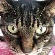 ヒカの画像