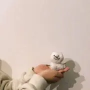 a_Riの画像