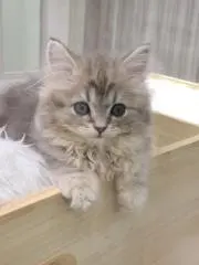 やっとかめの画像