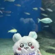リーリエの画像
