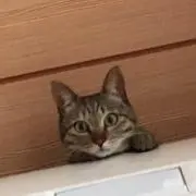 てん1001☆の画像