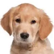 もも〜ゴールデンレドリーバーの画像