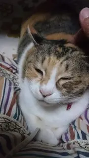 ニャンコ