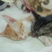 ふ　プロフ必須！