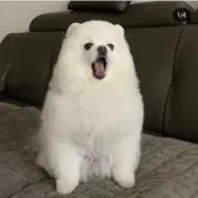 こらずき