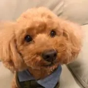 ハナハナの画像