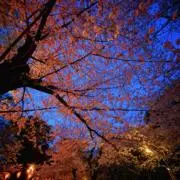 amrichboyの画像