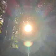 かなかなの画像