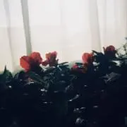 ナの画像