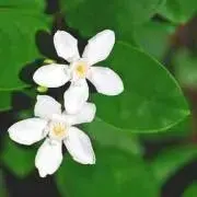 fura1119の画像